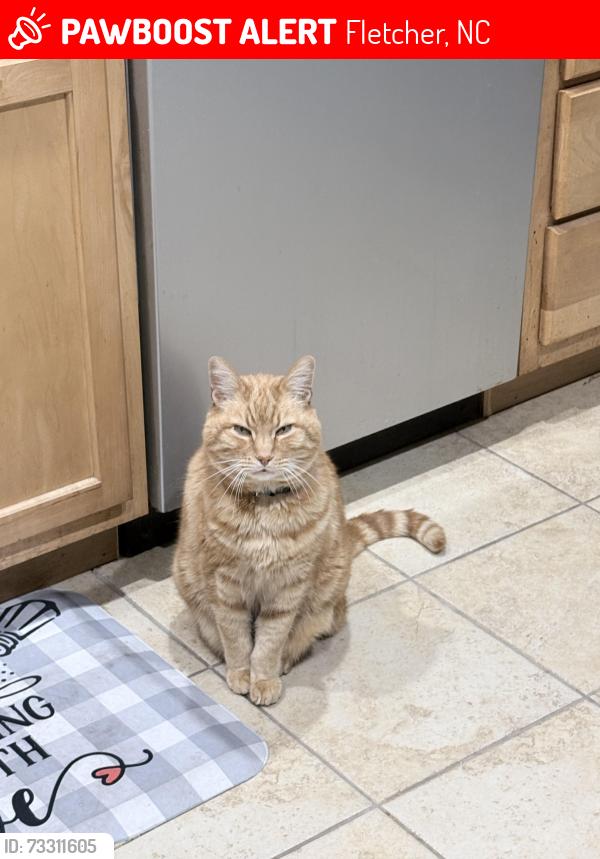 Lost Male Cat last seen McDaniel rd, near,Mills Gap rd and Lower Christ School rd intersection in Arden Nc, Fletcher, NC 28732