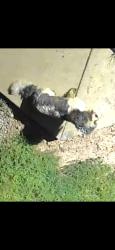 Lost Female Dog last seen Linview av and agler rd, East Linden, OH 43224