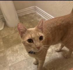 Reunited Female Cat last seen Daunteless, Houston, TX 77066