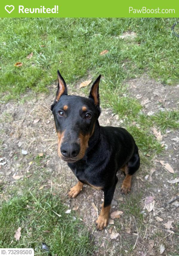 Reunited Male Dog last seen My backyard, High Point, NC 27262