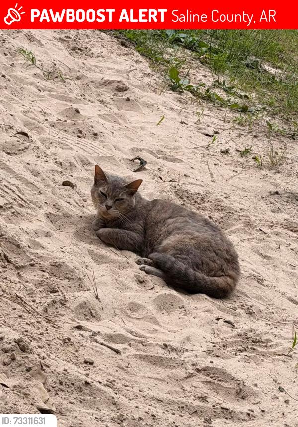 Lost Female Cat last seen Last seen between styles and gravel ridge, Saline County, AR 72103