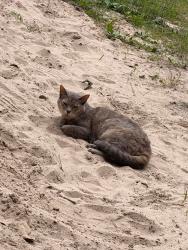 Lost Female Cat last seen Last seen between styles and gravel ridge, Saline County, AR 72103
