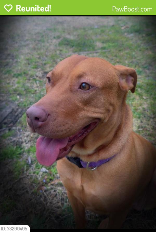 Reunited Female Dog last seen My backyard, High Point, NC 27262
