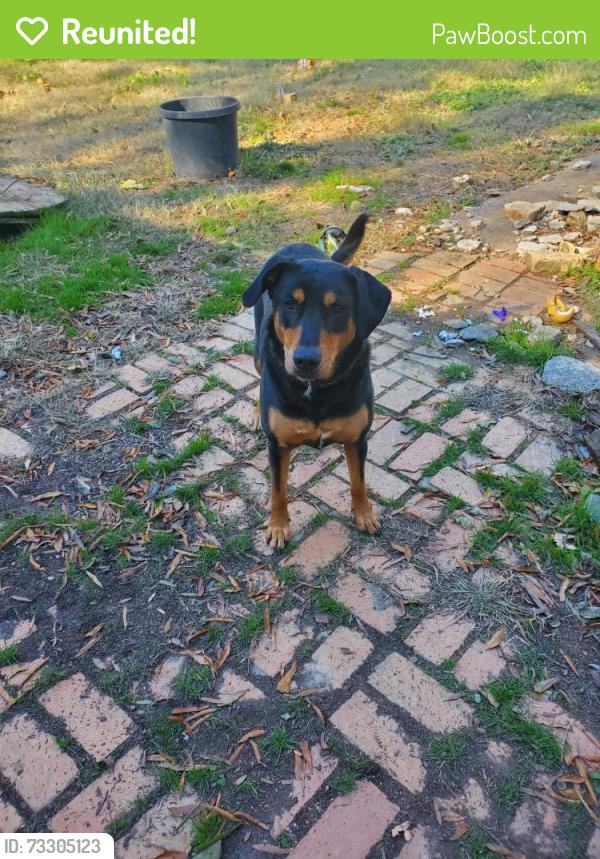 Reunited Female Dog last seen Kingsridge WoodGreen lane, Lakeland, TN 38002