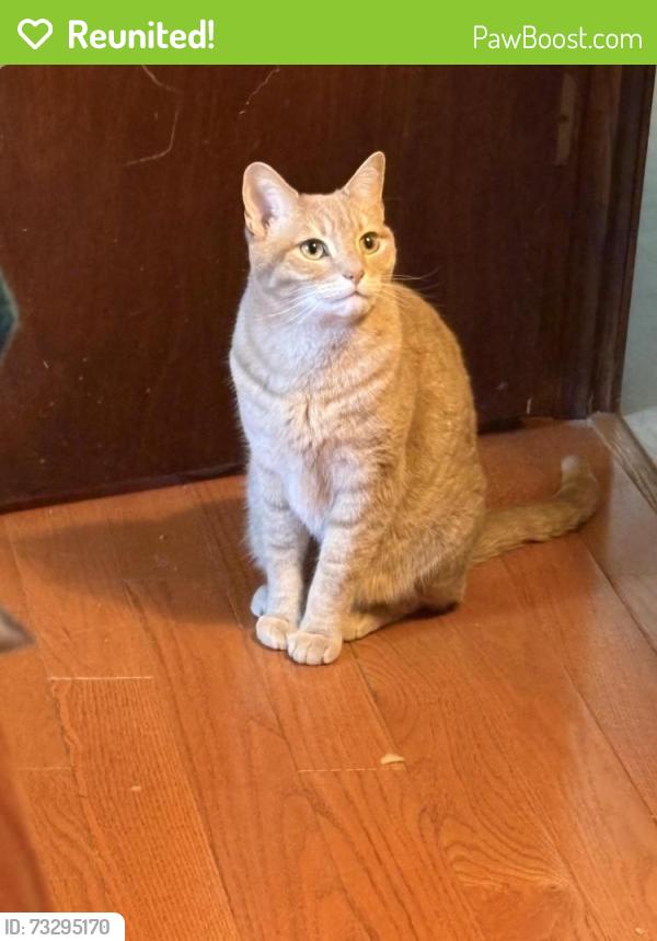 Reunited Male Cat last seen Tenby Drive, Nashua, NH 03062