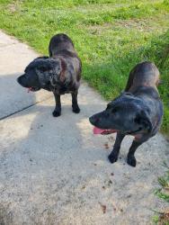 Found/Stray Male Dog last seen Drakes batter mix company, Marshall, MI 49068