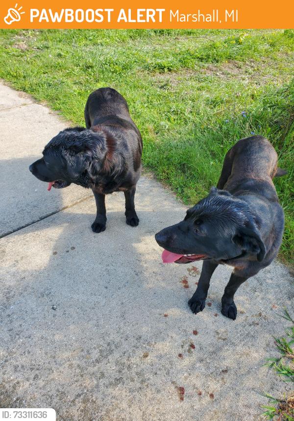 Found/Stray Male Dog last seen Drakes batter mix company, Marshall, MI 49068