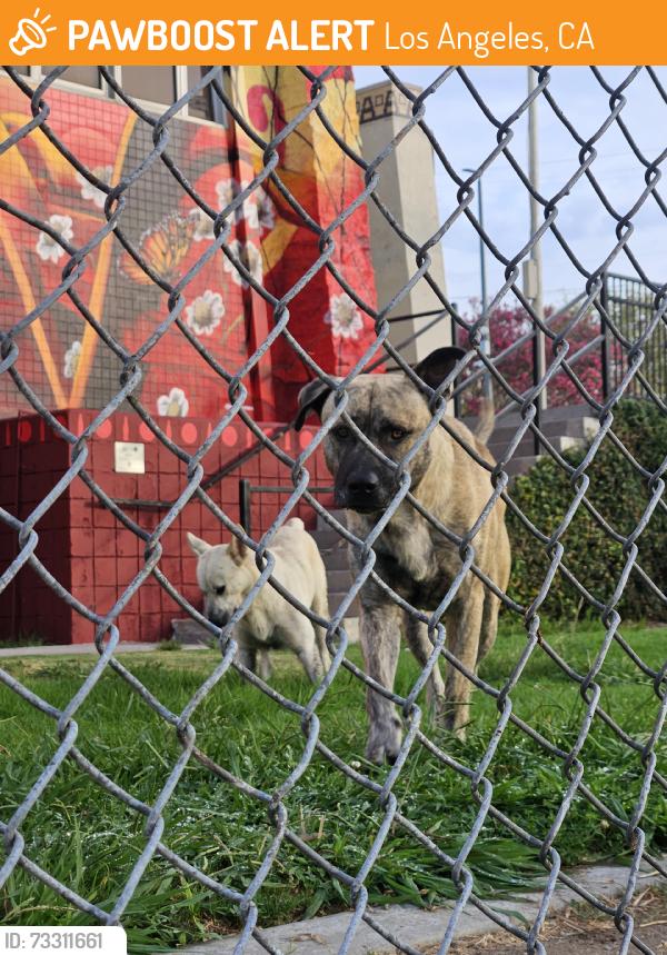 Found/Stray Male Dog last seen 2nd and evergreen st, Los Angeles, CA 90033