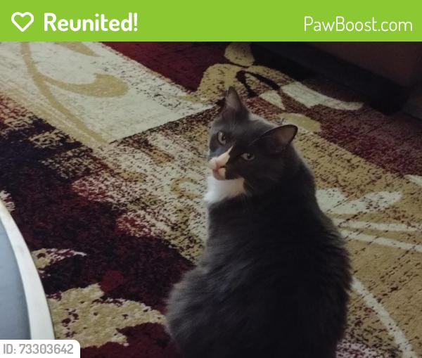 Reunited Male Cat last seen 116th and halsey, Portland, OR 97220