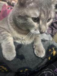 Reunited Male Cat last seen Cherry st, Denver, CO 80246