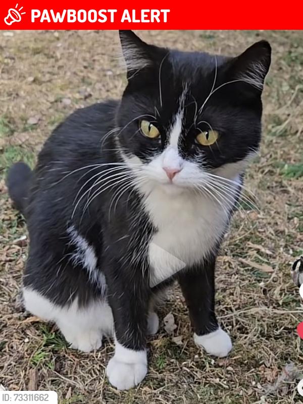 Lost Male Cat last seen Yarningale road and Brandwood road, West Midlands, England B14 6NB