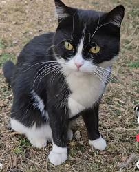 Lost Male Cat last seen Yarningale road and Brandwood road, West Midlands, England B14 6NB