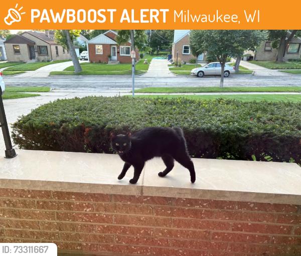 Found/Stray Male Cat last seen Mitchell Airport, Milwaukee, WI 53207