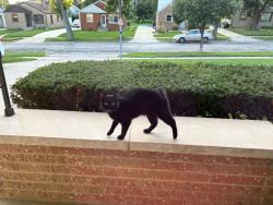Found/Stray Male Cat last seen Mitchell Airport, Milwaukee, WI 53207