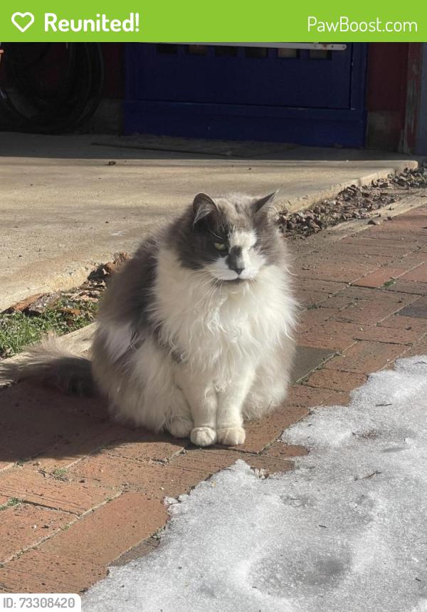 Reunited Female Cat last seen Coble Farms, Greensboro, NC 27410