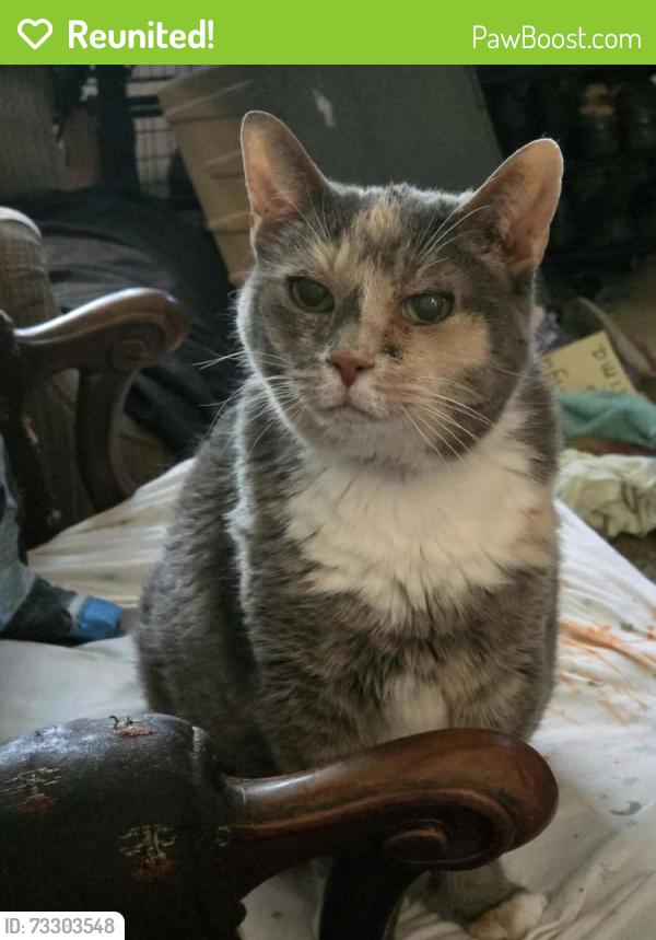 Reunited Female Cat last seen Ellsworth Ave, Erie, PA 16508