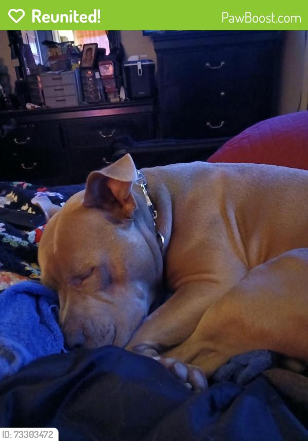 Reunited Male Dog last seen South French Brd, Asheville, NC 28801