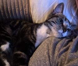 Reunited Female Cat last seen Brentwood giant eagle, Pittsburgh, PA 15227