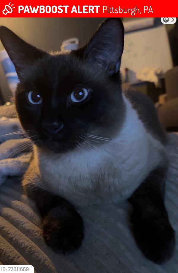 Lost Male Cat last seen Brentwood giant eagle, Pittsburgh, PA 15227