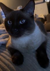 Lost Male Cat last seen Brentwood giant eagle, Pittsburgh, PA 15227