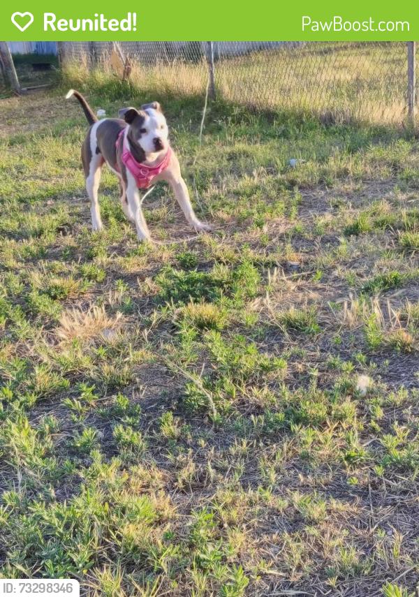 Reunited Female Dog last seen Behind United on 8th street, Odessa, TX 79761