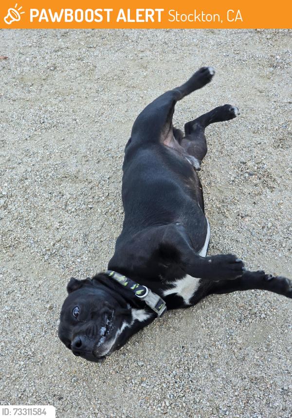 Found/Stray Male Dog last seen Near KIPP elementary, Stockton, CA 95206