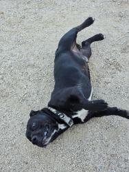 Found/Stray Male Dog last seen Near KIPP elementary, Stockton, CA 95206