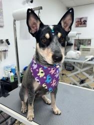 Reunited Female Dog last seen Near sw 160th 33331, Southwest Ranches, FL 33331