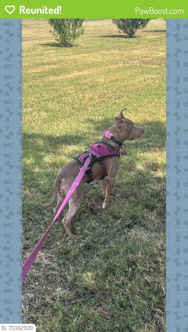 Reunited Female Dog last seen Fritz Zwicke new Berlin tx, Seguin, TX 78155