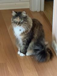 Reunited Female Cat last seen Colonial Oaks Blvd and E. Scarlet Oak Ct, Sarasota 34232, Sarasota, FL 34232