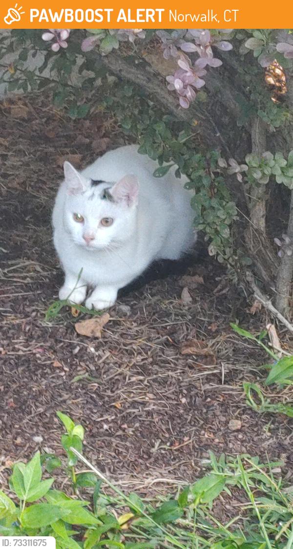 Found/Stray Male Cat last seen Ward Street main Street, Norwalk, CT 06851