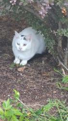 Found/Stray Male Cat last seen Ward Street main Street, Norwalk, CT 06851