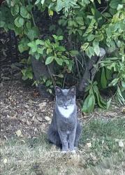 Reunited Unknown Cat last seen SW 14th & SW Spring Garden St, Portland, OR 97219