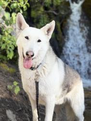 Lost Male Dog last seen Burbank & vineland, Los Angeles, CA 91601