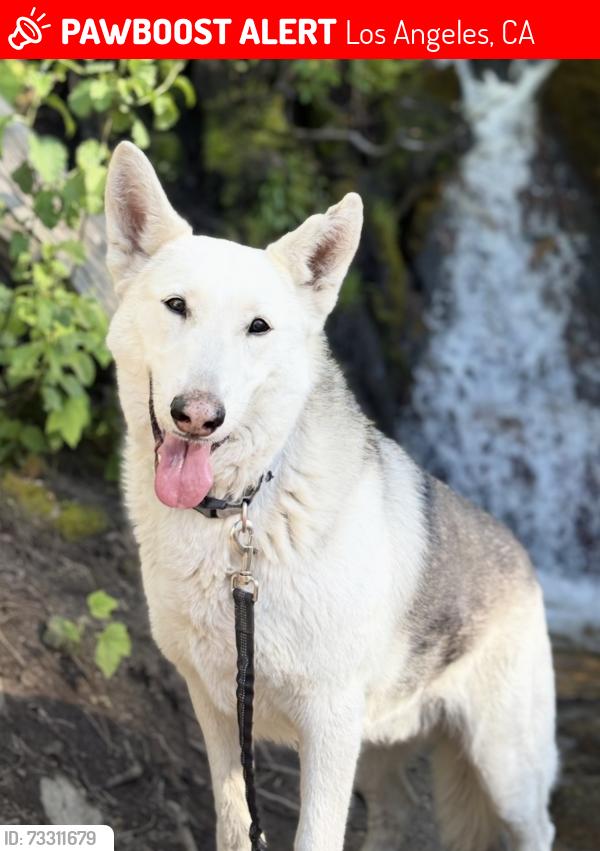 Lost Male Dog last seen Burbank & vineland, Los Angeles, CA 91601