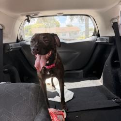 Found/Stray Female Dog last seen Pembroke Pines, Pembroke Pines, FL 33025