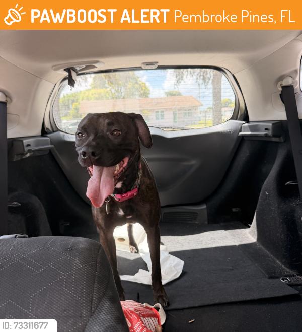 Found/Stray Female Dog last seen Pembroke Pines, Pembroke Pines, FL 33025