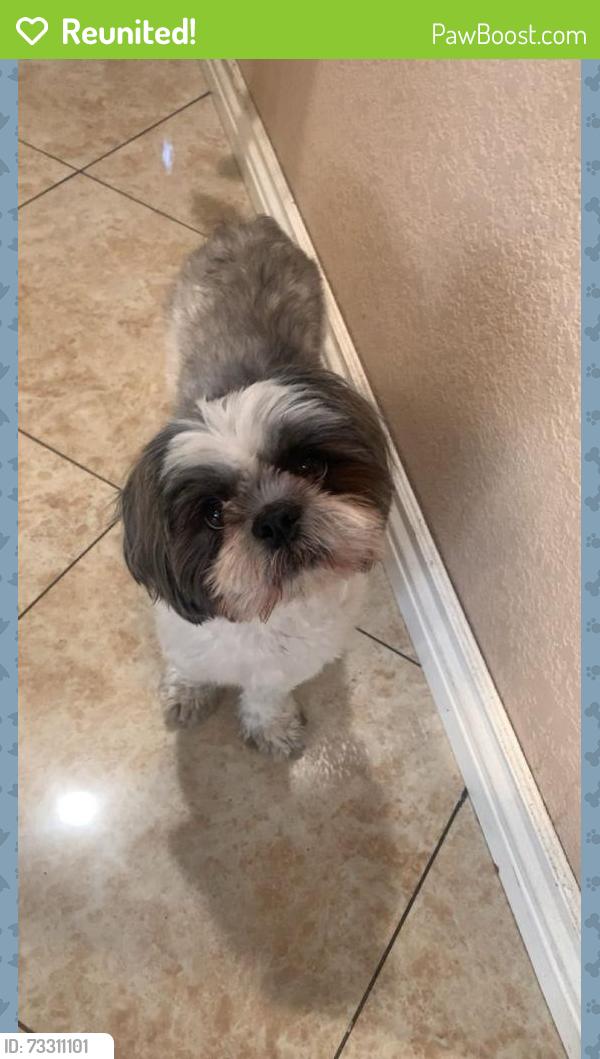 Reunited Female Dog last seen Towne Ave & Lexington, Pomona, CA 91766