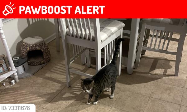 Lost Male Cat last seen Dawson Branch Road, Dawson Branch Rd, SC 29483