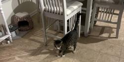 Lost Male Cat last seen Dawson Branch Road, Dawson Branch Rd, SC 29483
