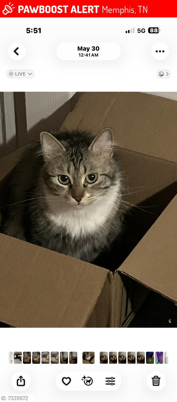 Lost Female Cat last seen Georgia Ave at Riverside dr, Memphis, TN 38103
