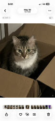 Lost Female Cat last seen Georgia Ave at Riverside dr, Memphis, TN 38103