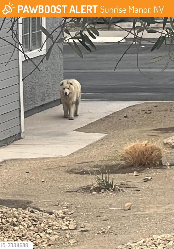 Found/Stray Unknown Dog last seen Blue apmts on lake means and lamb, Sunrise Manor, NV 89115