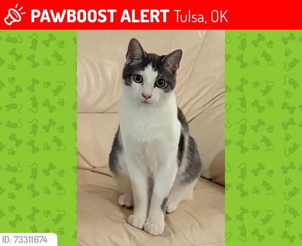 Lost Male Cat last seen 71st and Elwood, Tulsa, OK 74132