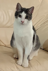 Lost Male Cat last seen 71st and Elwood, Tulsa, OK 74132