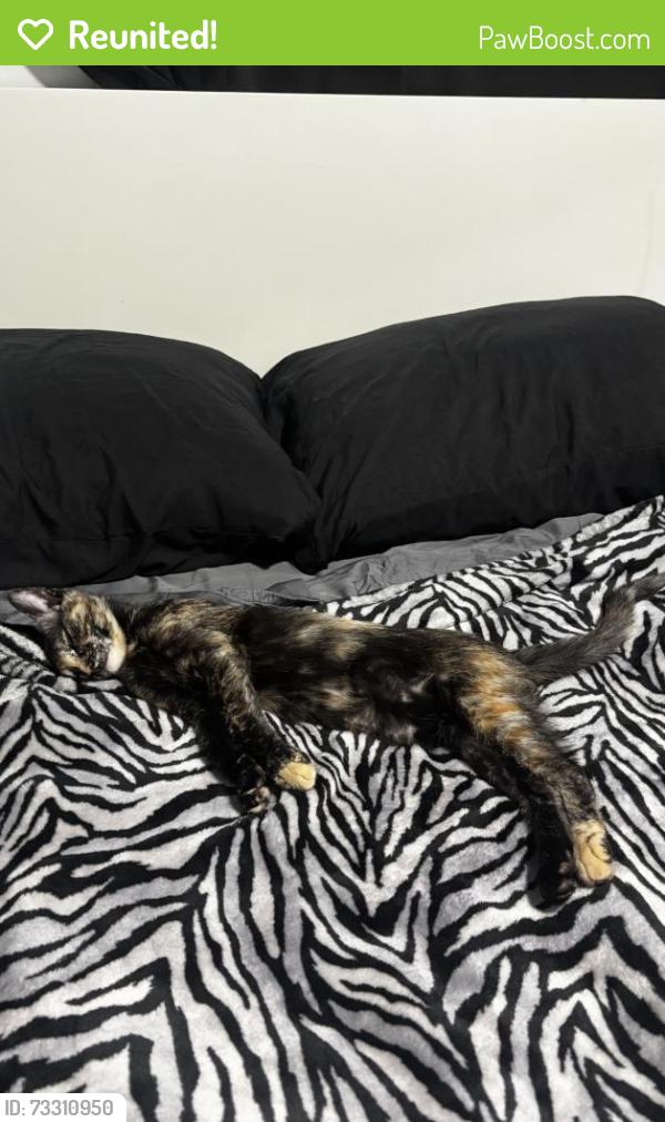 Reunited Female Cat last seen woodcock & polk, Los Angeles, CA 91342