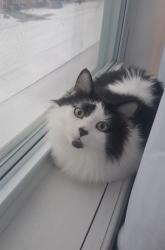 Lost Female Cat last seen Brabaw and old glass road wallaceburg, Chatham-Kent, ON N8A 2K8