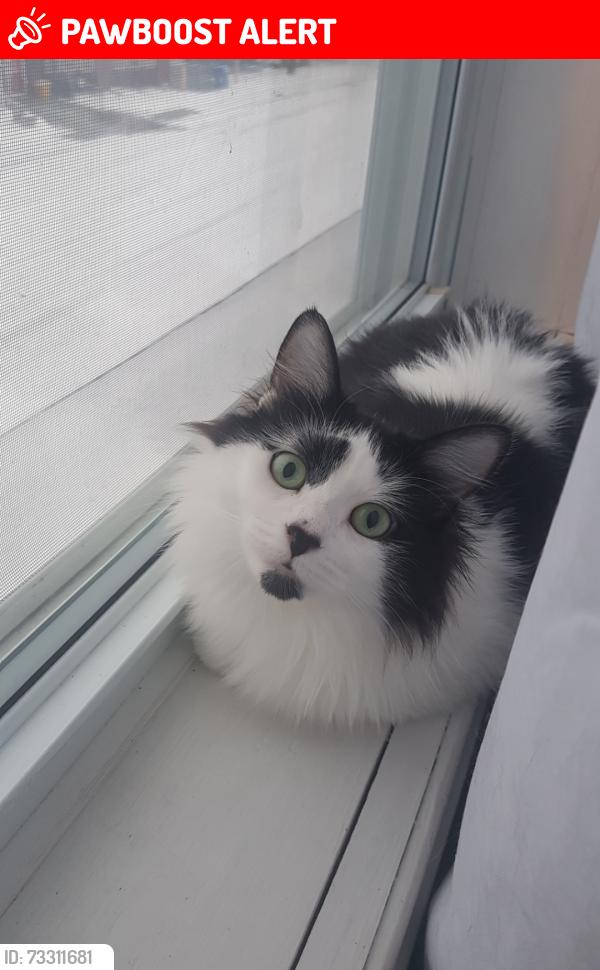 Lost Female Cat last seen Brabaw and old glass road wallaceburg, Chatham-Kent, ON N8A 2K8
