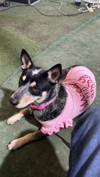 Reunited Female Dog last seen Near sw 160th 33331, Southwest Ranches, FL 33331