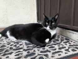 Reunited Female Cat last seen Borson St and Verdura Ave, Downey, CA 90242